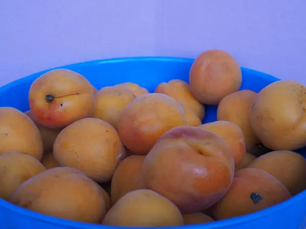 柑橘杏仁 学名Prunus Armeniaca — 图库照片