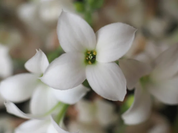 Kalanchoe Bilimsel Sınıflandırma Saxifragales Crassulaceae Bitki Beyaz Çiçeğini Çok Yakından — Stok fotoğraf