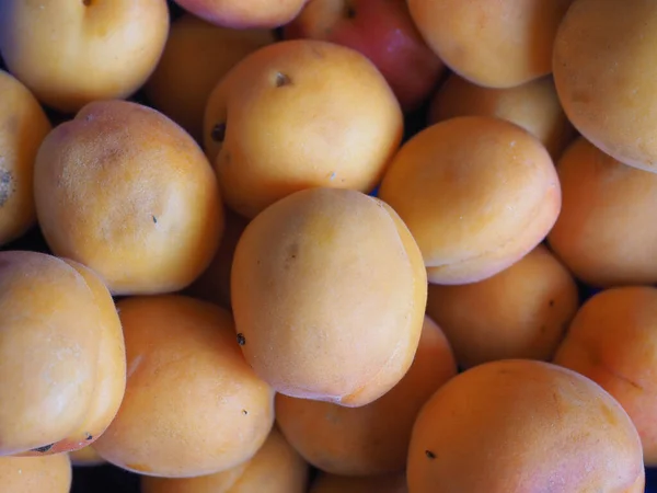 Апельсиновый Абрикос Научное Название Prunus Armeniaca — стоковое фото