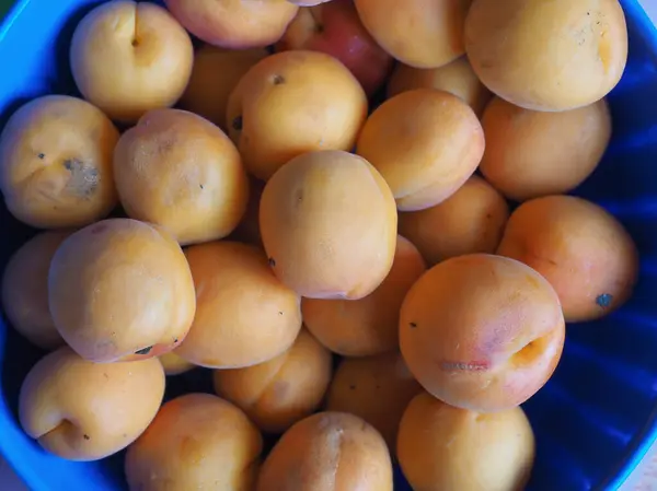 Damasco Laranja Nome Científico Prunus Armeniaca Comida Fruto Vegetariana — Fotografia de Stock