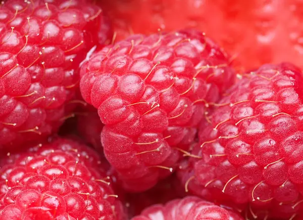 Rode Framboos Rubus Idaeus Fruit Vegetarische Voedsel Achtergrond — Stockfoto