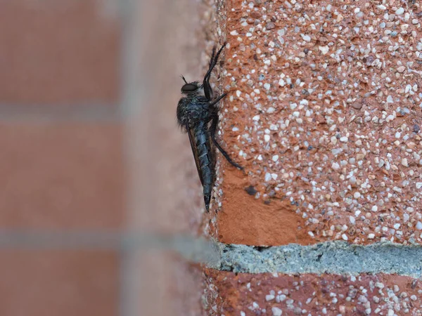 Räuberfliege Wissenschaftliche Klassifizierung Asilidae Der Tierklasse Insecta Insekten Einer Wand — Stockfoto