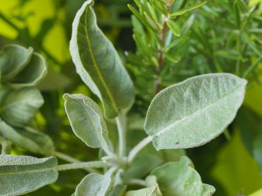 yaygın adaçayı (bilimsel adı Salvia officinalis) bitkisi