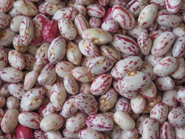 Feijão Carmesim Variedade Feijão Comum Nome Científico Phaseolus Vulgaris Legumes — Fotografia de Stock