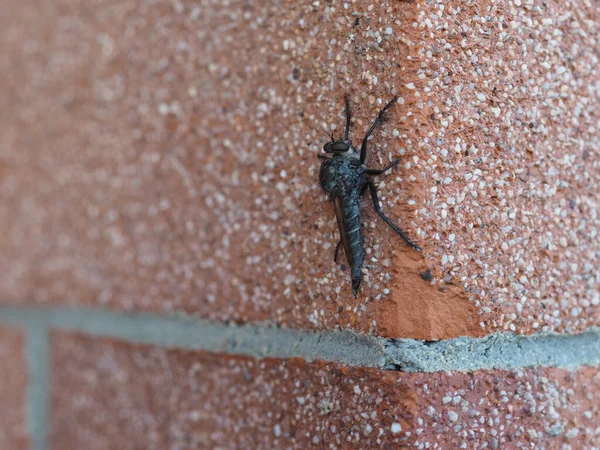 Bir Duvarda Hayvan Sınıfı Böceklerin Hırsız Sineği Asilidae Bilimsel Sınıflandırması — Stok fotoğraf