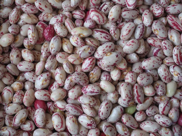 Crimson Beans Variety Common Bean Scientific Name Phaseolus Vulgaris Legumes — Stock Photo, Image