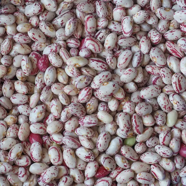 Crimson Beans Variety Common Bean Scientific Name Phaseolus Vulgaris Legumes — Stock Photo, Image