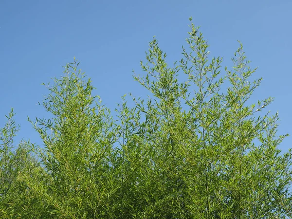Дерево Научная Классификация Angiosperms Bop Bambaoideae — стоковое фото