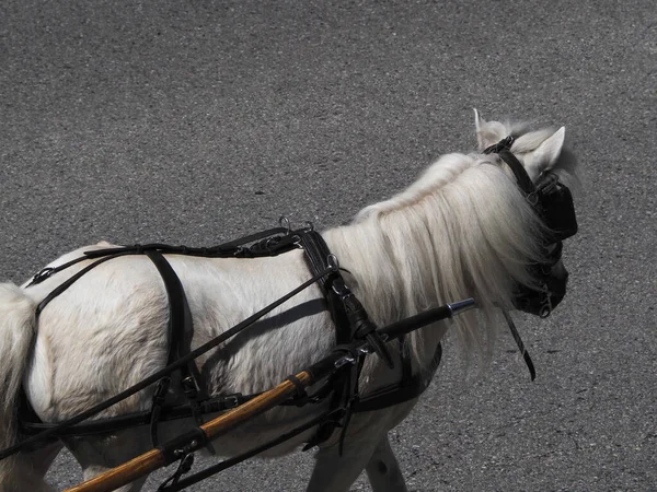 Weißes Pony Pferd Wissenschaftlicher Name Equus Ferus Caballus — Stockfoto