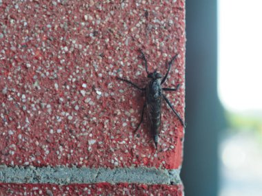 Bir duvarda hayvan sınıfı böceklerin hırsız sineği (Asilidae) (bilimsel sınıflandırması).