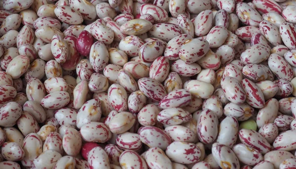 Crimson Beans Variety Common Bean Scientific Name Phaseolus Vulgaris Legumes — Stock Photo, Image