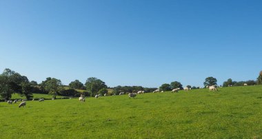 İngiliz kırsalında Arden Warwickshire, İngiltere 'de bir koyun sürüsü.