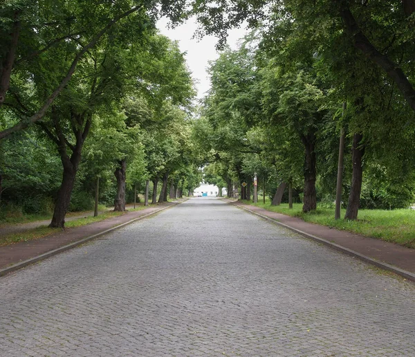 Elballee Alley Dessau Rosslau Germany — Stock Photo, Image