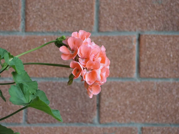 Geranium Aka Cranesbill Tudományos Besorolás Geraniales Növény Rózsaszín Virág — Stock Fotó