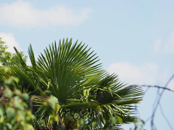 Palma Nad Błękitnym Niebem Przestrzenią Kopiowania — Zdjęcie stockowe