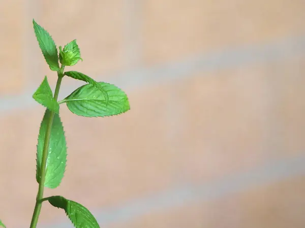 Pepparmynta Vetenskapligt Namn Mentha Piperita Växt — Stockfoto