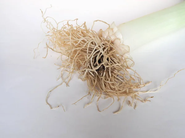 Root Leek Plant White — стоковое фото