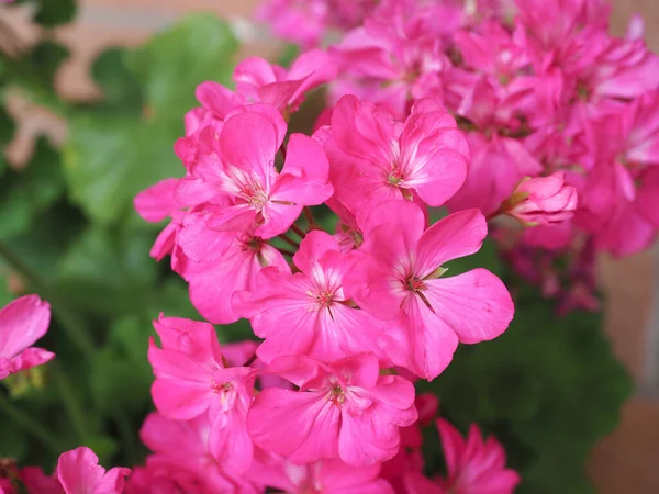 Γεράνι Γνωστό Και Cranesbill Επιστημονική Ταξινόμηση Geraniales Φυτό Ροζ Λουλούδι — Φωτογραφία Αρχείου