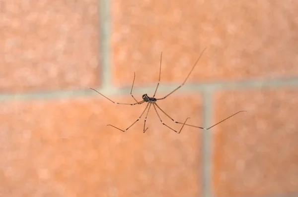 Aranha Adega Marmorizada Sobre Parede Tijolo Vermelho — Fotografia de Stock