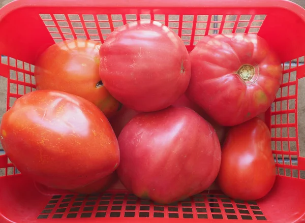 Tomates Rouges Légumes Dans Panier Plastique — Photo