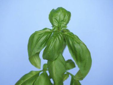 Fesleğen ya da tatlı fesleğen (bilimsel adı Ocimum Basilicum) mavi gökyüzünde bitki