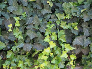 sarmaşık (Hedera) bitkisi arka plan olarak kullanışlıdır