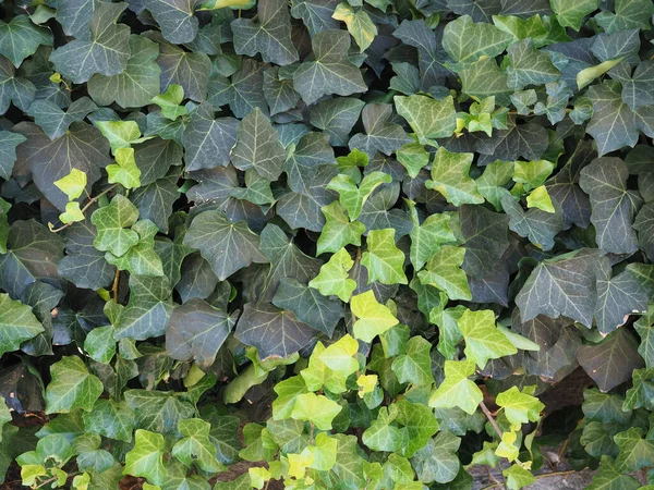 Planta Hera Hedera Útil Como Fundo — Fotografia de Stock