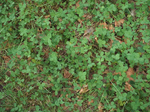 Hierba Verde Del Prado Del Trébol Útil Como Fondo —  Fotos de Stock