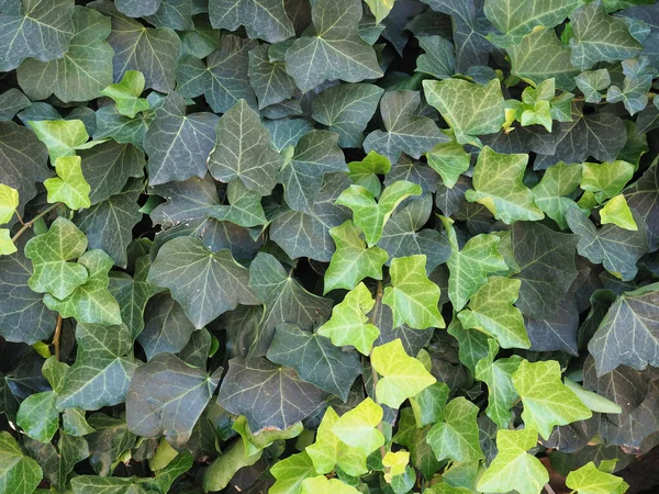 Planta Hera Hedera Útil Como Fundo — Fotografia de Stock