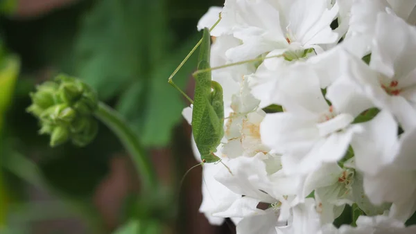 grasshopper (scientific name Orthoptera Caelifera) of animal class Insecta (insects) on geranium flower