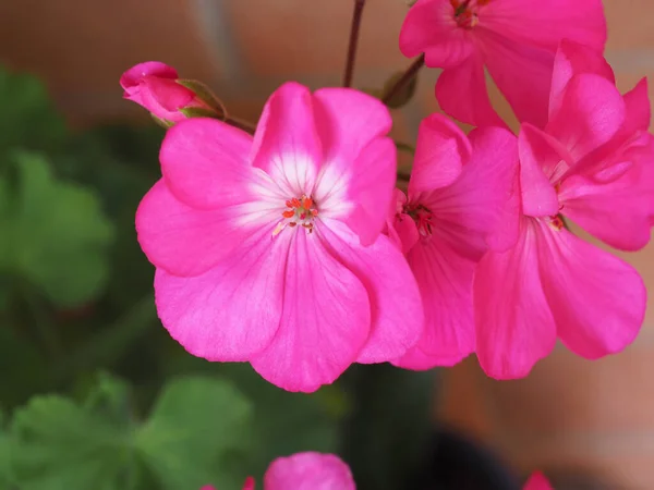 ゼラニウム別名クラネビル Geraniales 植物ピンクの花 — ストック写真