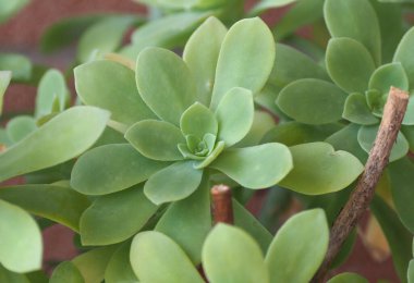 Sulu rosette bitkisi arka plan olarak kullanışlı