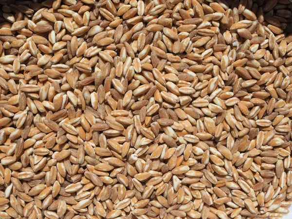 Пшеница Еммер Известная Шелуха Пшеницы — стоковое фото