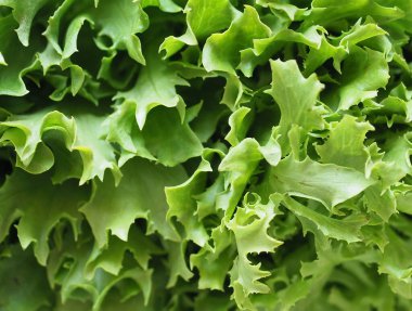 kıvırcık hindiba (diğer adıyla frisee) yeşil salata yaprakları arka plan olarak kullanışlıdır