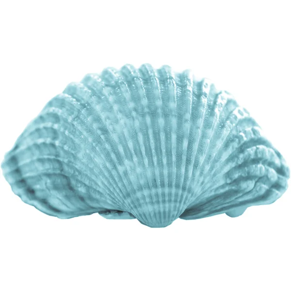Shell picture — Stock Photo, Image
