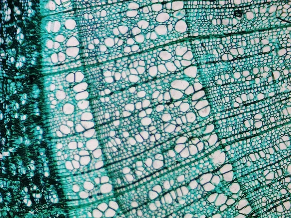 Pine Wood micrograph — Stock Photo, Image