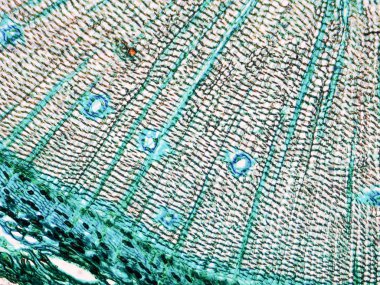 Çam Ağacı mikrografı