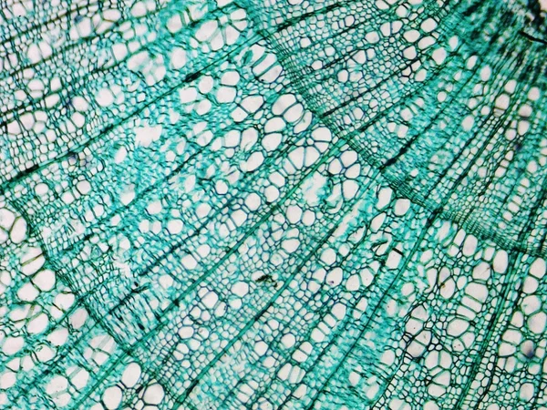 Pine Wood micrograph — Stock Photo, Image