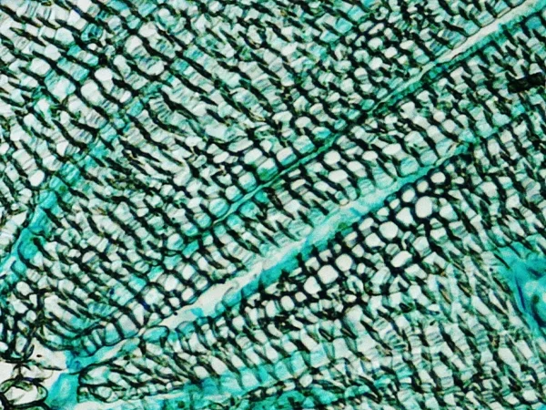 Микрограф Пайн Вуд — стоковое фото