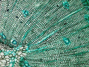 Çam Ağacı mikrografı