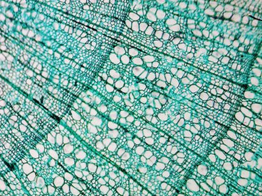 Çam Ağacı mikrografı