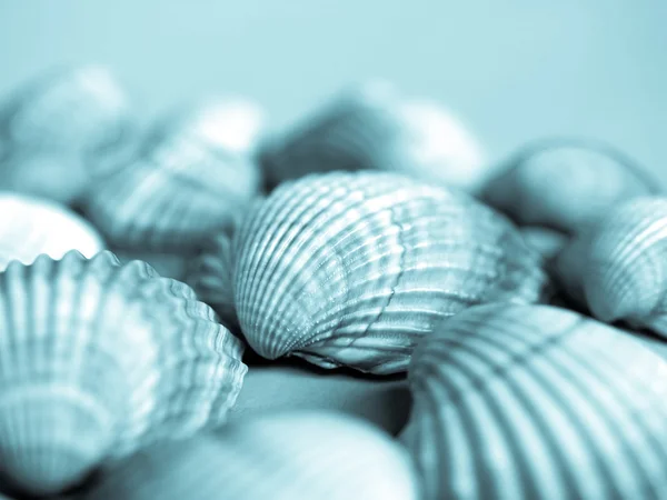 Muscheln — Stockfoto