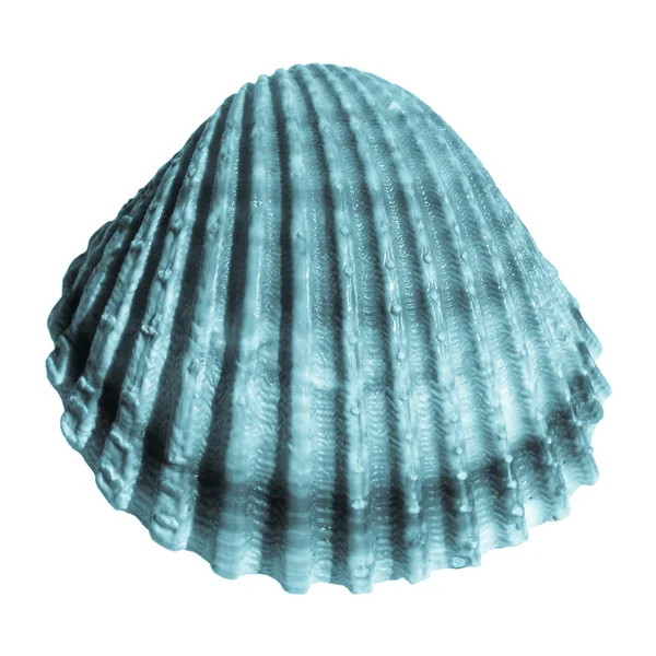 Shell picture — Stock Photo, Image