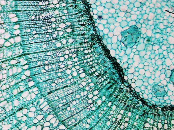 Pine Wood micrograph — Stock Photo, Image