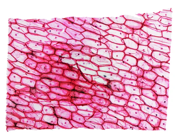 Micrografia de epidermo de cebola — Fotografia de Stock