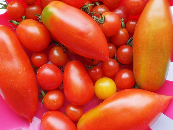 Légumes de tomates — Photo