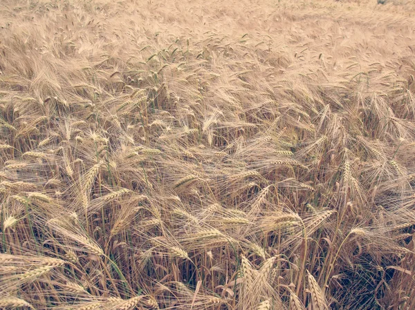 Αναδρομικό βλέμμα barleycorn πεδίο — Φωτογραφία Αρχείου