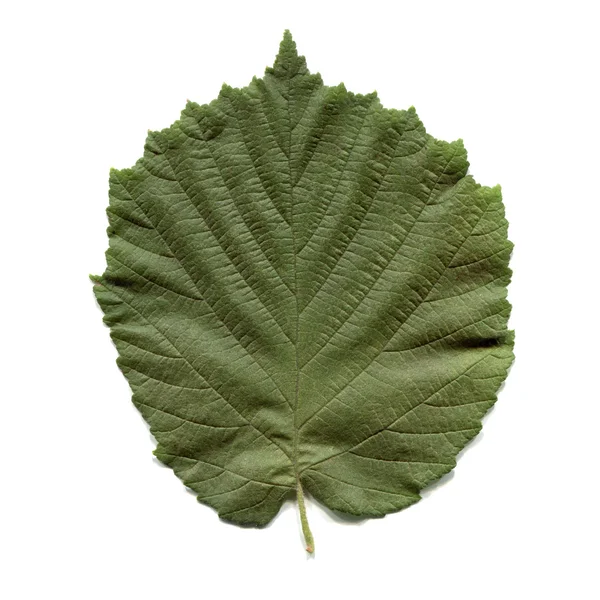 Hoja de avellano — Foto de Stock