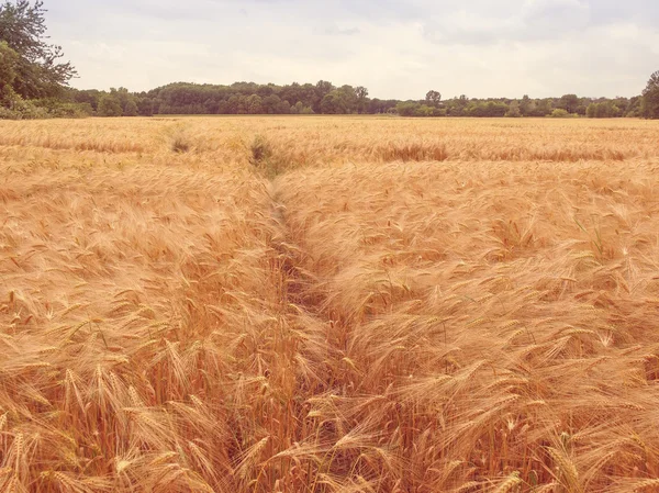 Aspetto retrò Campo di Barleycorn — Foto Stock