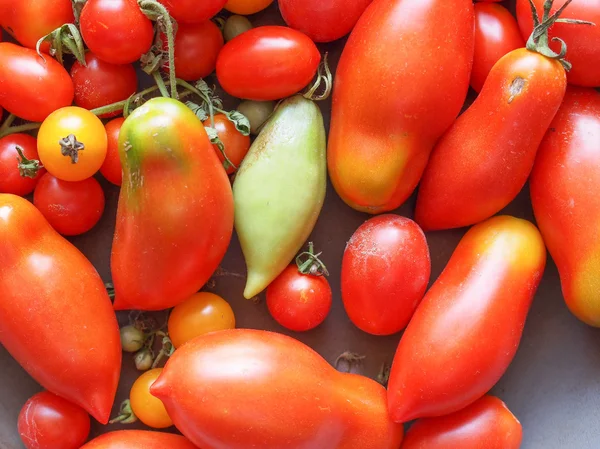 トマト野菜 — ストック写真